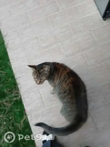Chat femelle trouvée à Faucon 84110 - photo