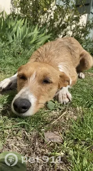 Chien Podenco marron perdu près de Cadenet - photo