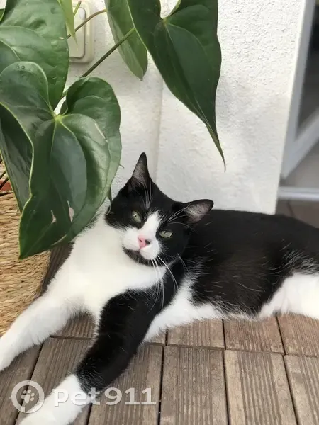 Chat noir et blanc perdu à Péroy-les-Gombries - photo