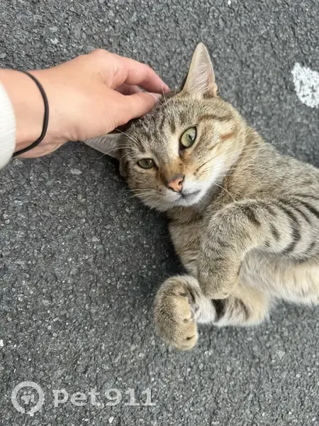 Jeune chat mâle sociable trouvé à Roubaix - photo