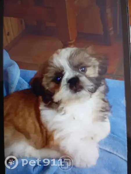 Chien Shih Tzu beige marron blanc perdu - photo