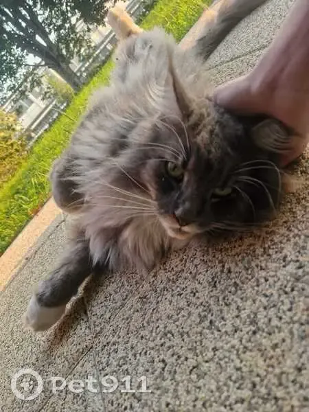 Chat Maine Coon trouvé, câlin, poil noué, Laxou - photo