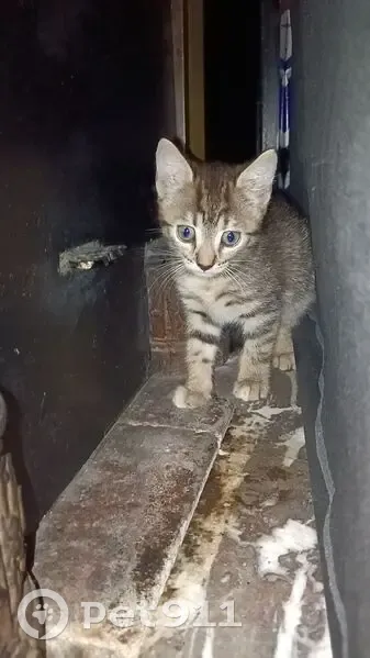 Chaton trouvé à Roanne, non pucé ni tatoué - photo
