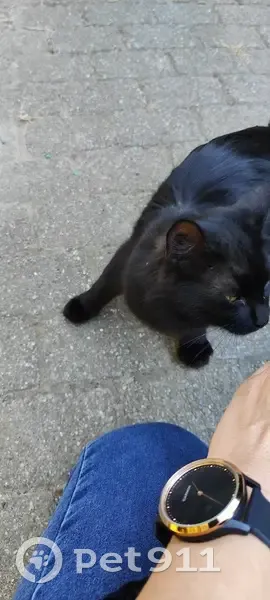 Jeune chat affamé trouvé à Bron - photo
