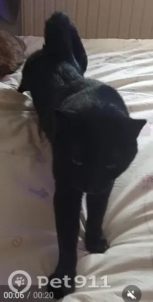 Chat perdu : Ébène, femelle noire, très craintive - photo
