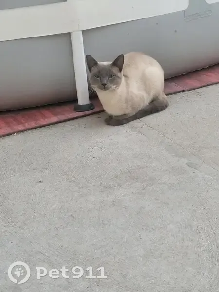 Chat mâle gentil trouvé rue Marc Sangnier - photo