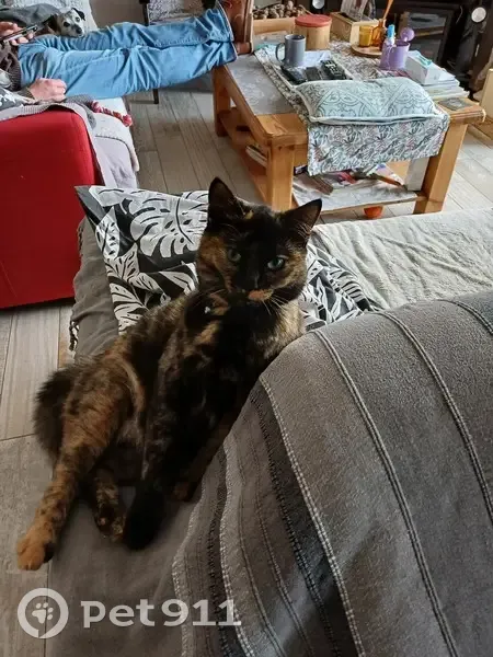 Chatte écaille disparue à Aurillac - photo
