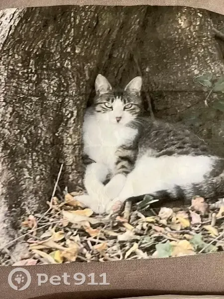 Chat tigré perdu après déménagement, Cannes - photo
