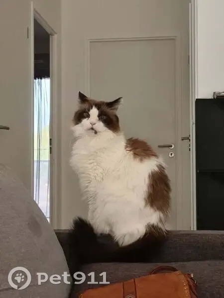 Chatte Canelle perdue, blanche et marron - photo
