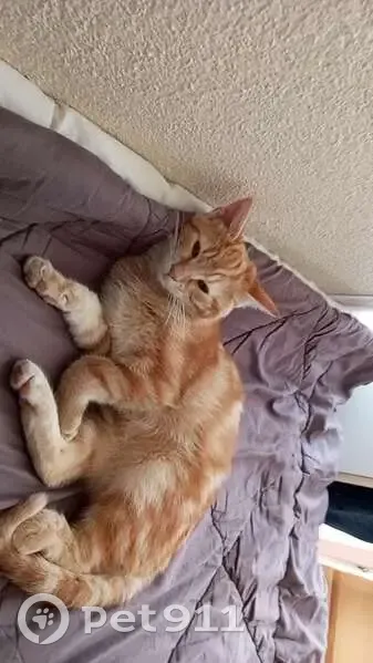 Chatte rousse 5 mois disparue à Mérignac - photo