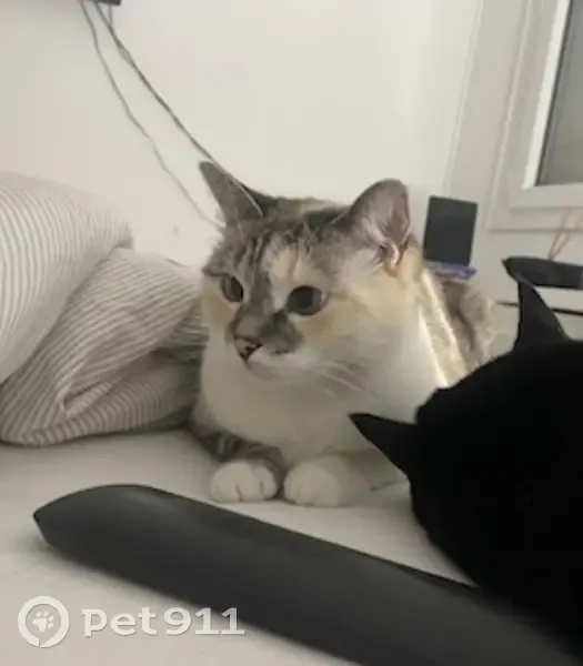 Chatte peureuse disparue à Domloup - photo