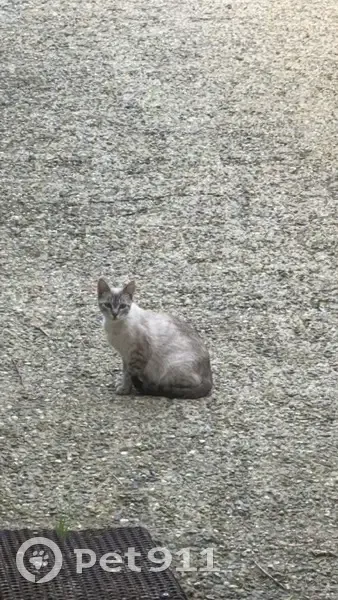 Chat gris et blanc maigre, craintif à Moirax - photo