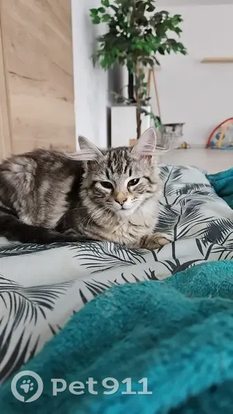 Chat tigré sociable perdu à Reutenbourg - photo