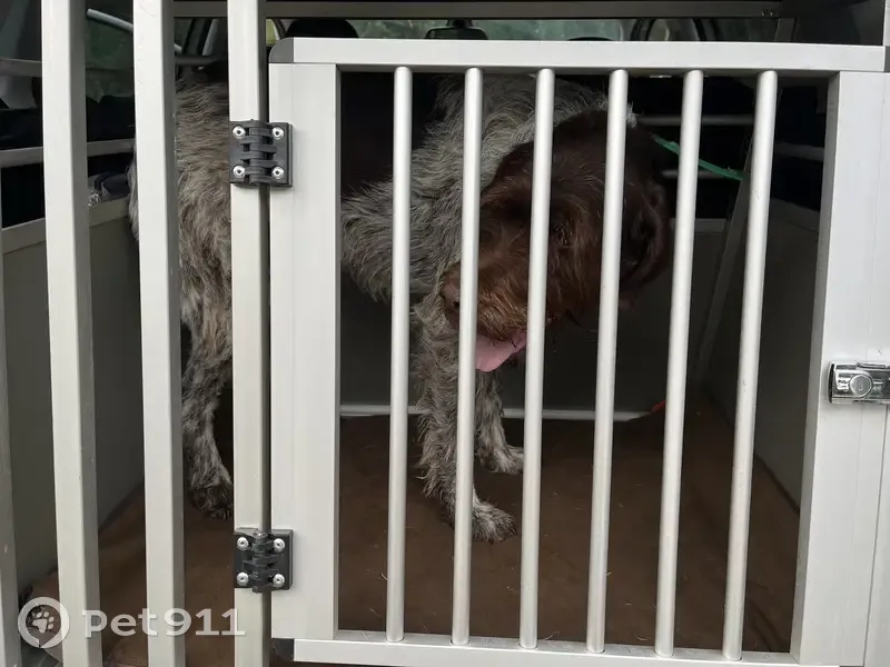 Chien type griffon trouvé à Épeugney - photo