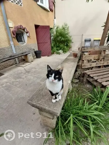 Chatte tricolore perdue à Carpentras - photo