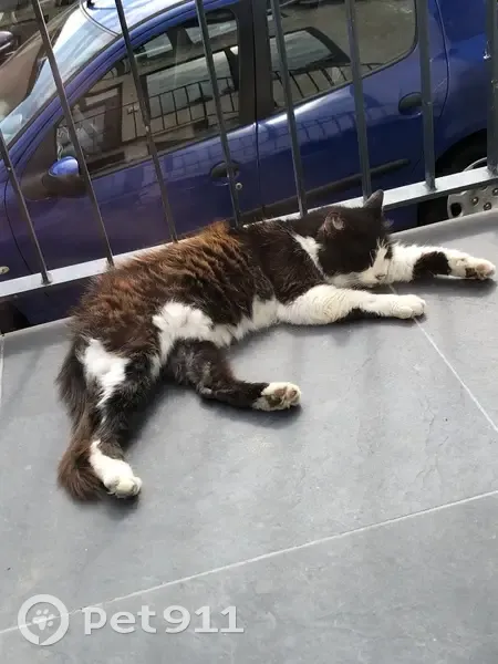 Chat noir et blanc trouvé à Plaisir - photo