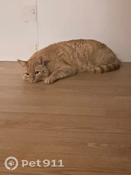 Chat roux perdu à Gagny, répond à Jules - photo