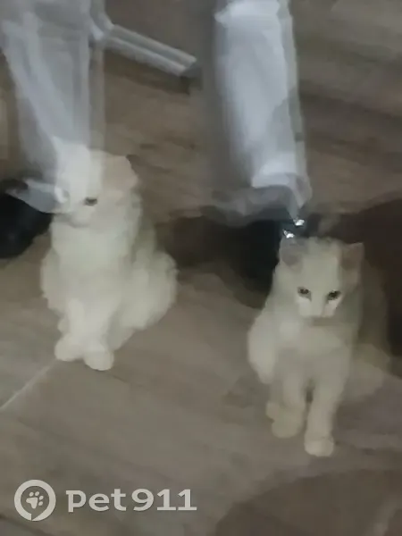 Deux jeunes chats trouvés Rue Deloeil, Waziers - photo