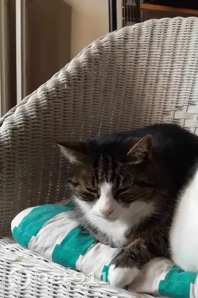 Chat mâle noir tigré 13 ans perdu à Laon - photo