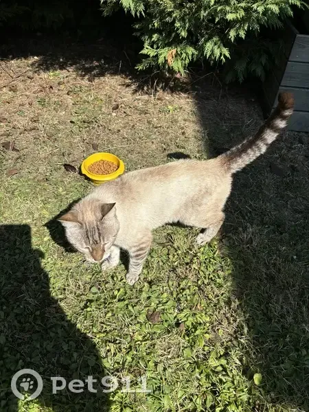 Chatte siamoise trouvée, Rue des Nouillons, Lessy - photo