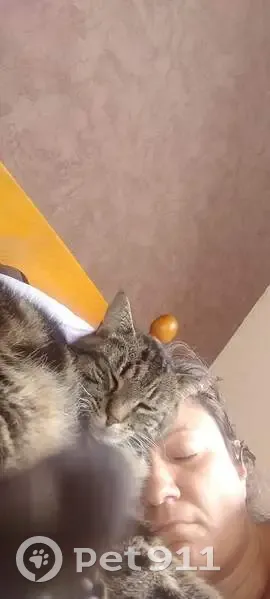 Chatte Kyara disparue à Orléans, aide svp - photo