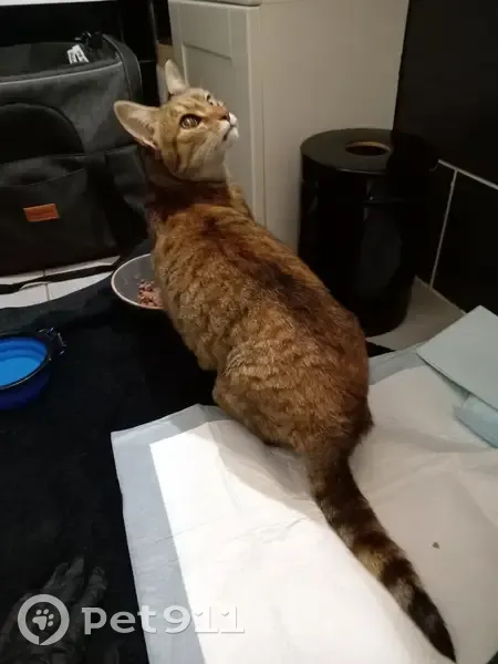 Chatte cendrée trouvée à Bagneux, non pucée - photo