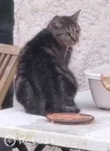 Chatte tigrée 