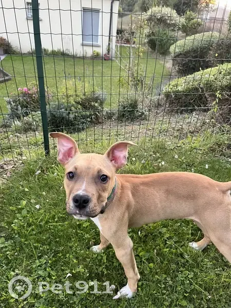 Chiot trouvé amaigri Rue Blanqui, Méricourt - photo