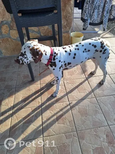 Jeune dalmatienne trouvée à Uchizy - photo