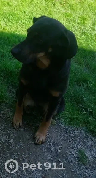 Chienne croisée Beauceron perdue à Pleine-Fougères - photo