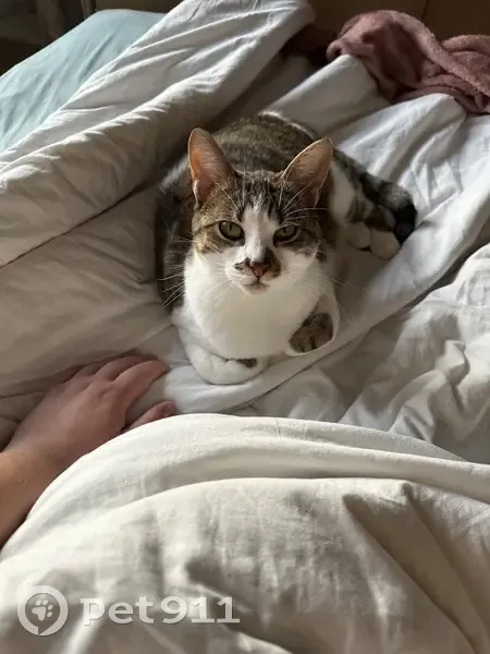 Chat blessé disparu à Tourcoing - photo