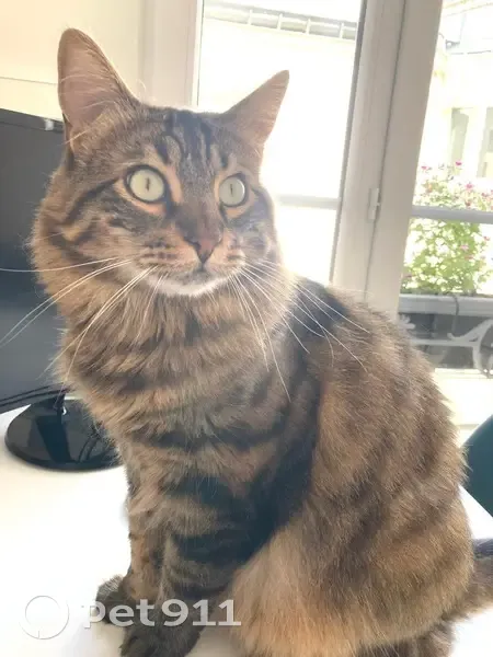 Chat norvégien 4 ans perdu, Place d'Anvers - photo