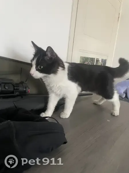 Jeune chat noir et blanc trouvé au Pouzin - photo