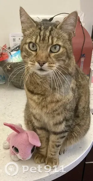 Chat tigré perdu à Mantes-la-Jolie - photo