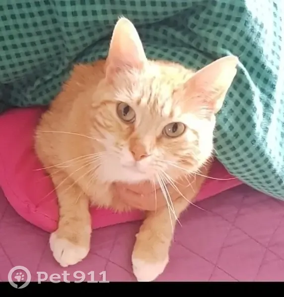 Chat roux disparu à Aubenas, aide recherchée 🙏 - photo