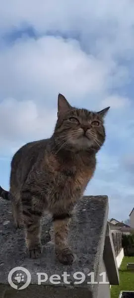 Chatte perdue, tâche rousse, Rue des Lilas - photo