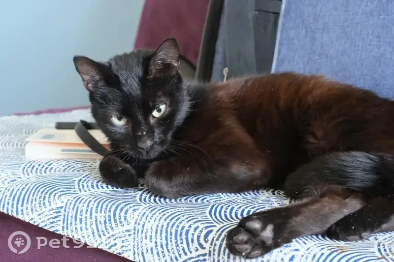 Chat mâle castré trouvé à Chanteix - photo