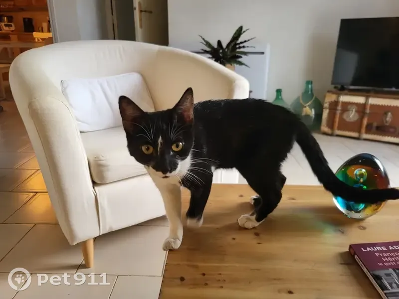 Petite minette noire et blanche trouvée - photo