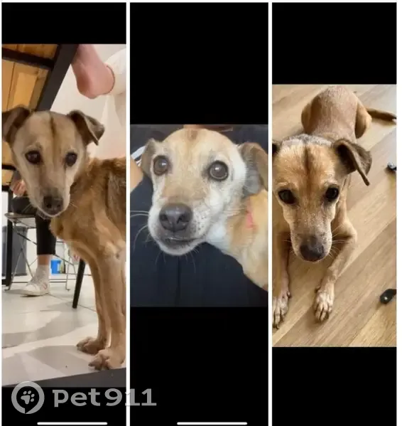 Chienne âgée perdue à Béziers - photo