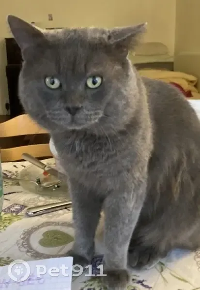 Chat gris mâle perdu Allée des Vergers, Paris - photo