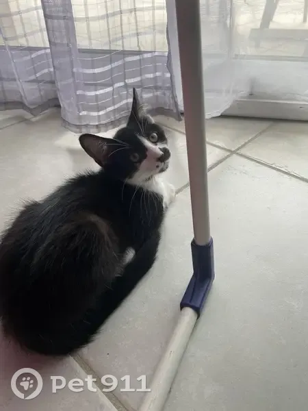 Chat noir de 5 mois perdu à Albon - photo