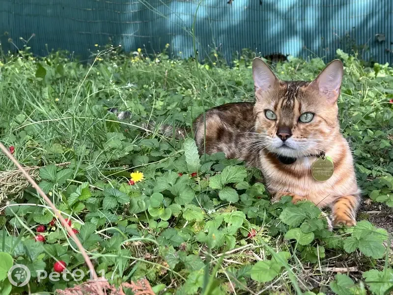 Chat Bengal perdu à Outarville, sans collier - photo