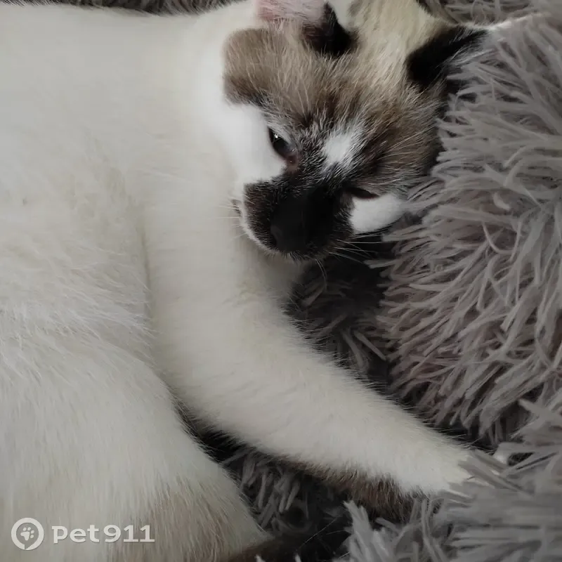 Chatte blanche et marron perdue à Ambillou - photo
