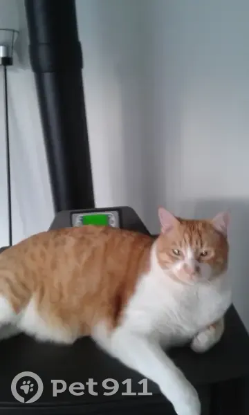 Chat mâle roux et blanc disparu à Nalliers - photo