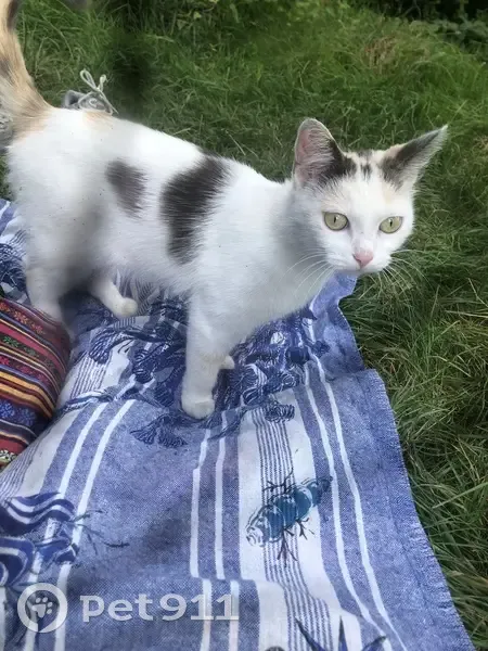 Chatte trouvée près du métro Caulier, Lille - photo