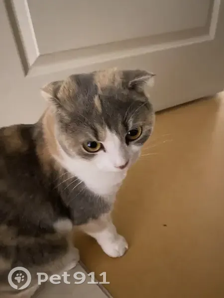 Chatte Cassie perdue à Plobsheim - photo