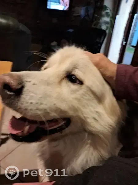 Chienne beige type patou trouvée à La Selve - photo