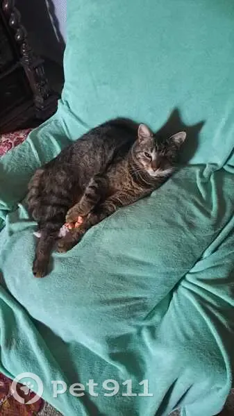 Chat tigré mâle 5 ans, un œil, Formigny - photo