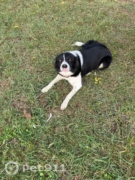 Chien trouvé rue Chevrière, La Pointe - photo