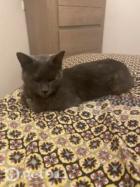 Chat bleu russe gris trouvé à Laval, sociable - photo